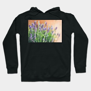 Lavender flowers in front of terracotta pot Hoodie